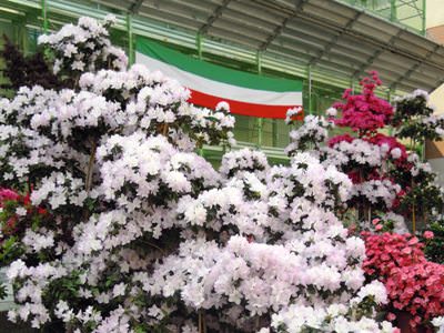 vergante fiori