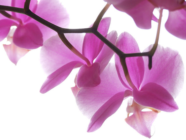 orchidee