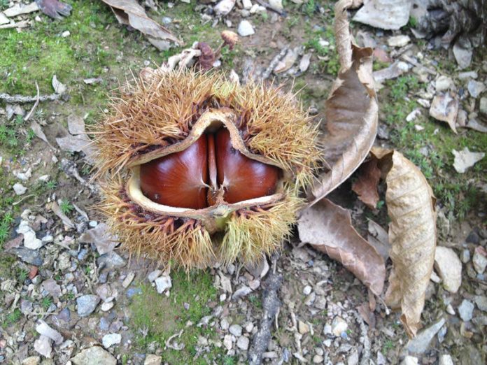 castagne, castagna