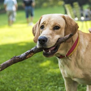 cane cani