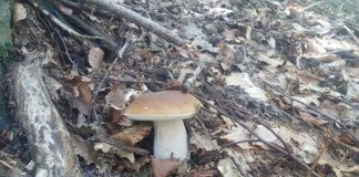 porcini