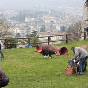 rocca cani arona