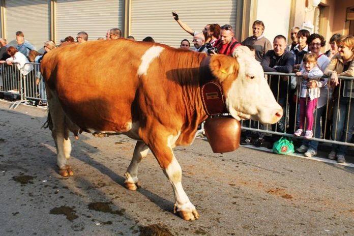 transumanza-2014-44